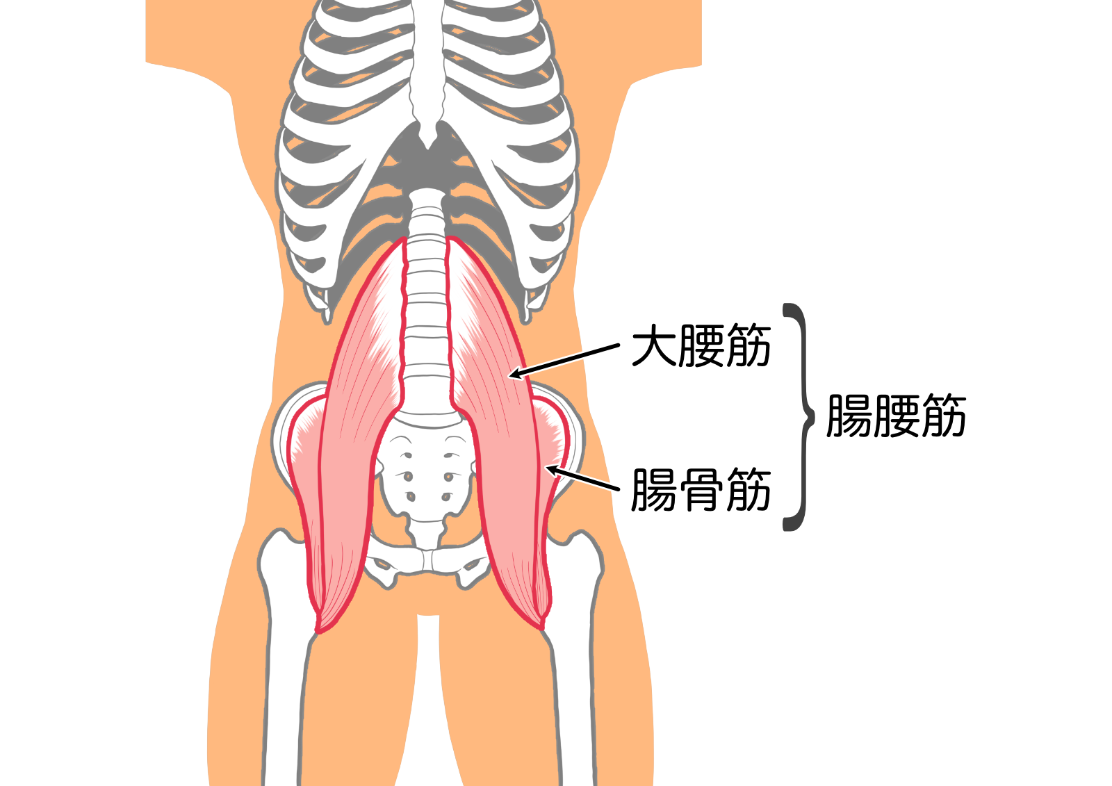 【お役立ち】重要な筋肉　腸腰筋